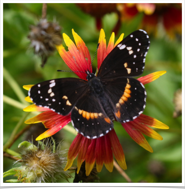 Bordered Patch